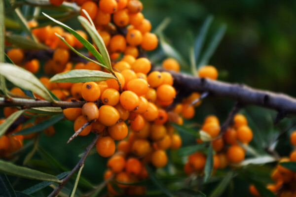 branch of orange sea buckthorn berries
