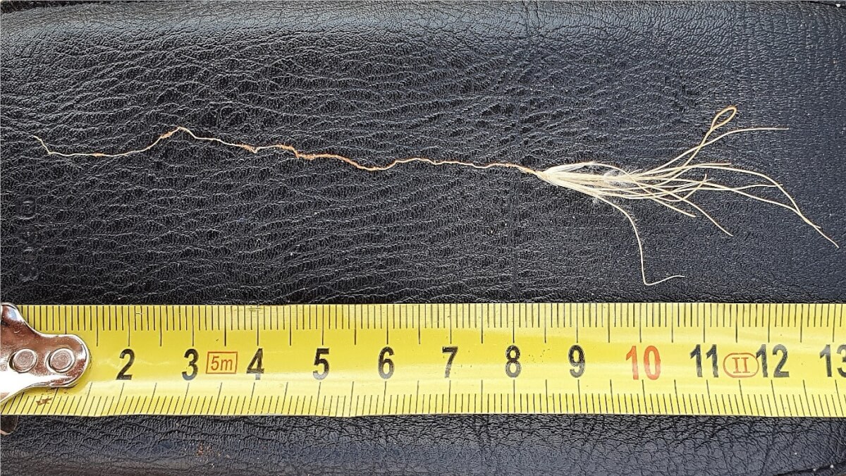 fairy circle grass plant dead