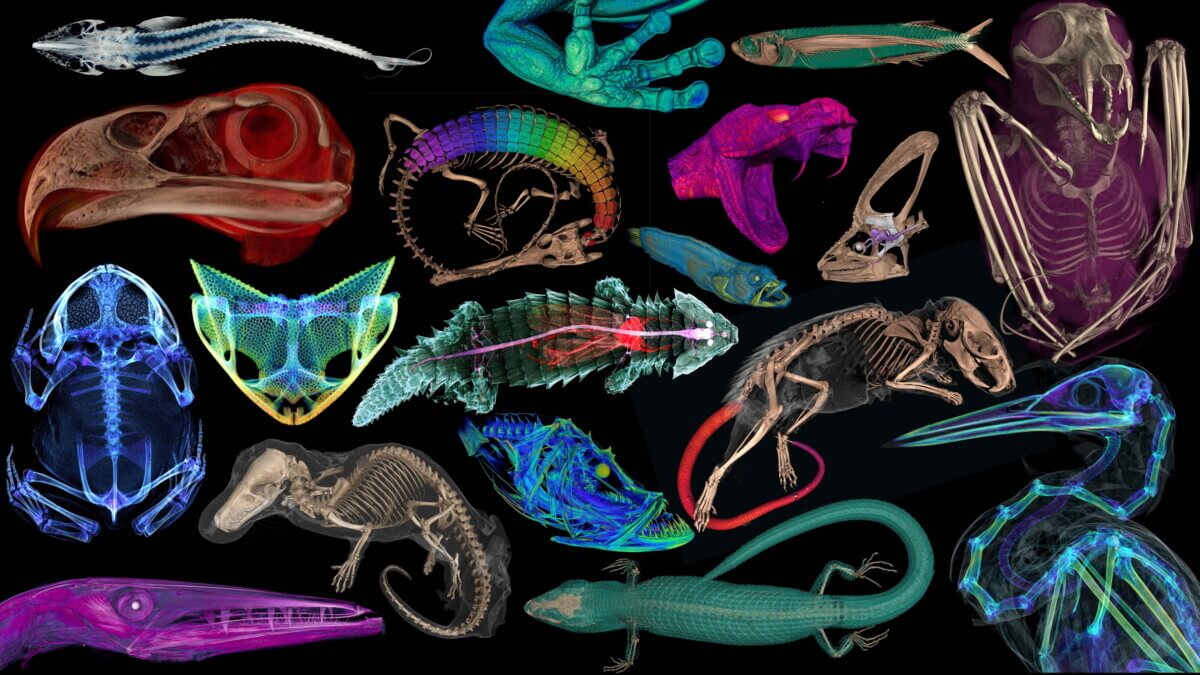 Incredible new project sees thousands of creatures scanned for scientific discovery