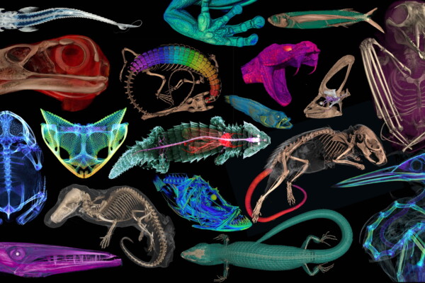 Incredible new project sees thousands of creatures scanned for scientific discovery
