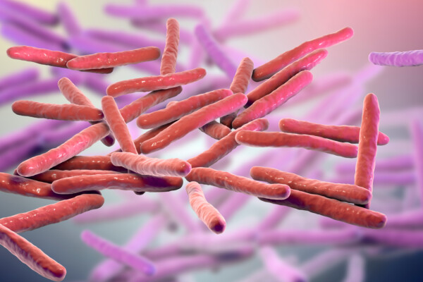 Mycobacterium leprae bacteria, the causative agent of leprosy