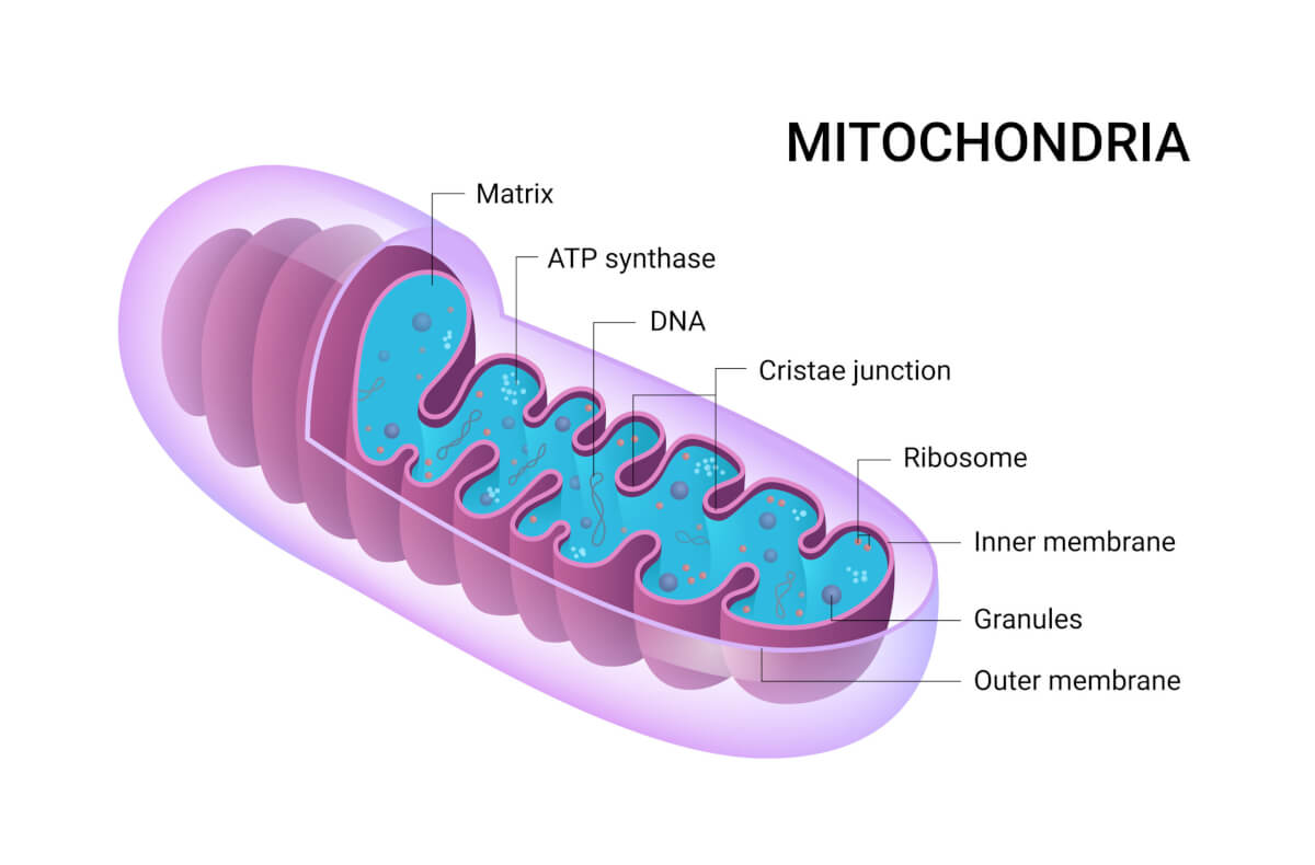diagram of Mitochondria
