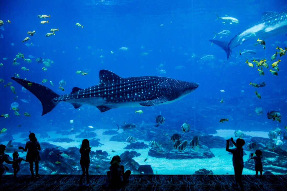 Children watching sea creatures at an aquarium