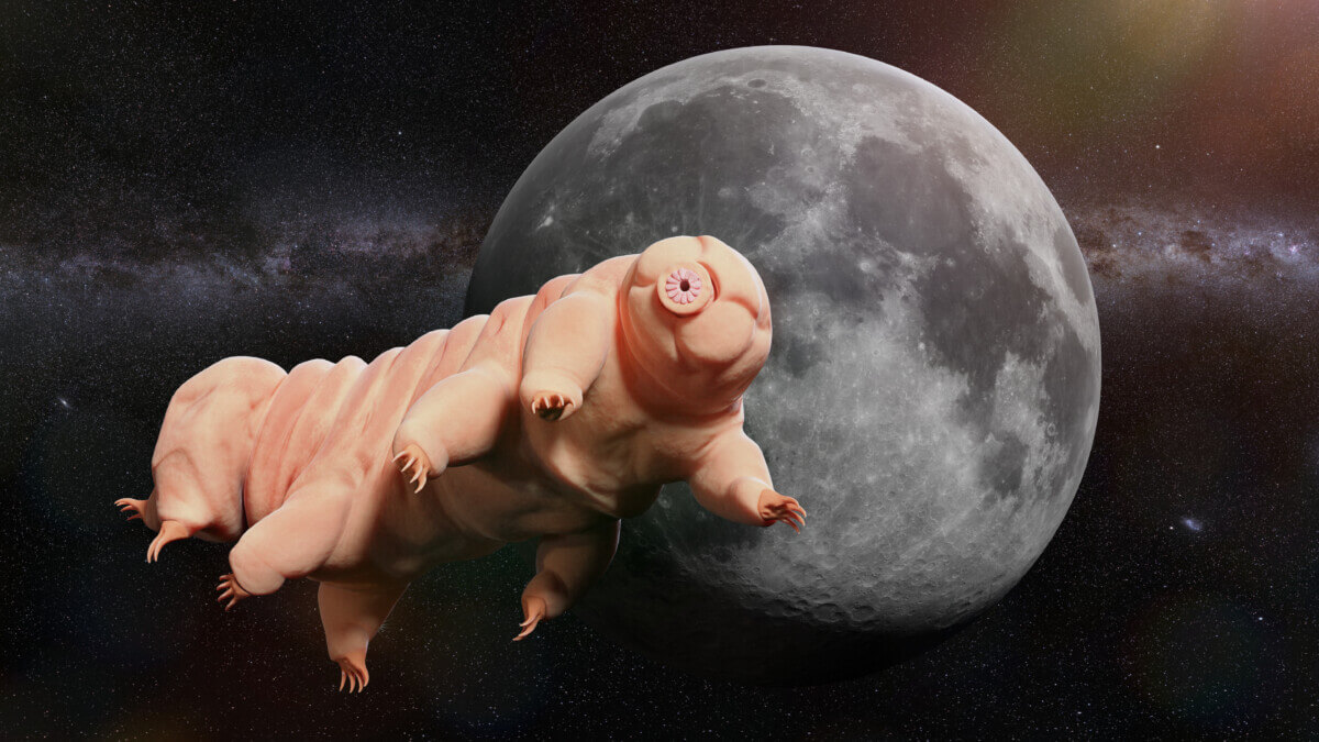 Tardigrade