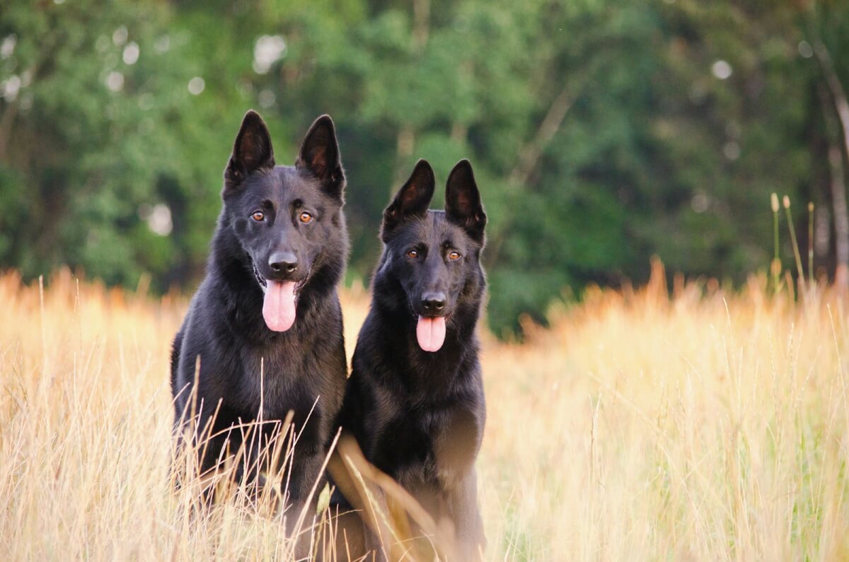 two black dogs
