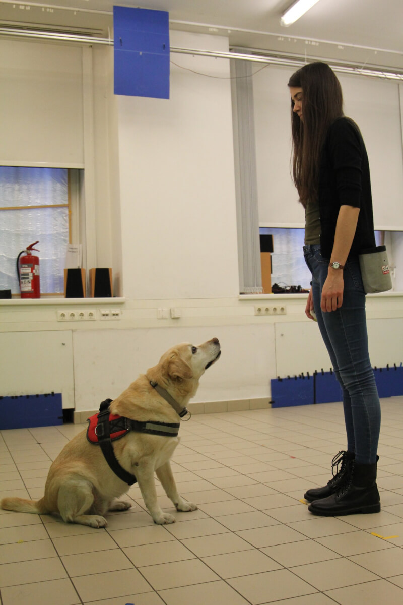 One of the dogs in the study follows commands