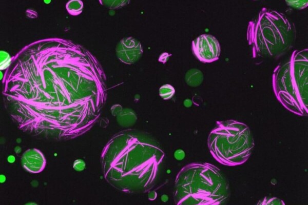 Synthetic cells created with programmable peptide-DNA technology