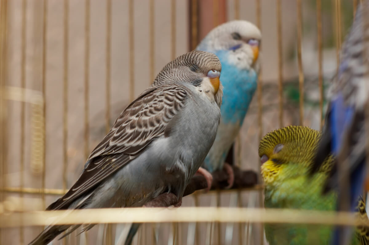 Sleeping birds