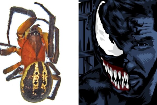 Venomius tomhardyi pictured next to an illustration of Tom Hardy's Venom character