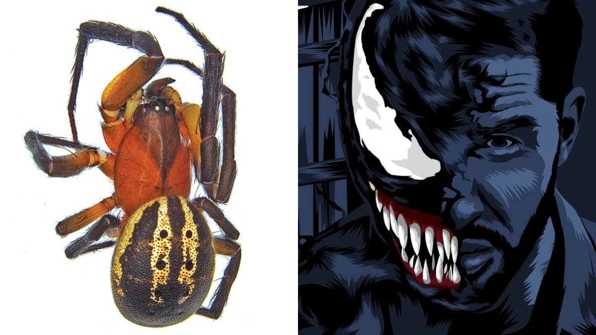Venomius tomhardyi pictured next to an illustration of Tom Hardy’s Venom character