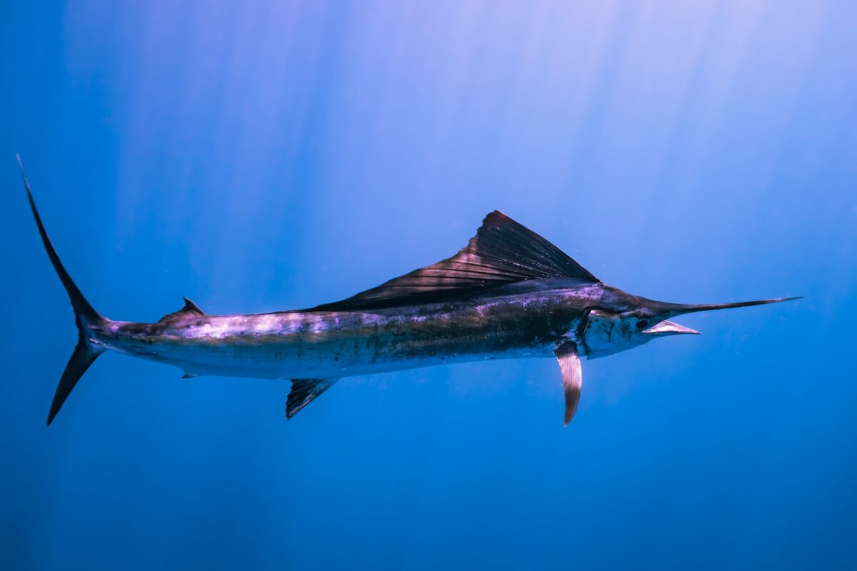 a swordfish is swimming in the water
