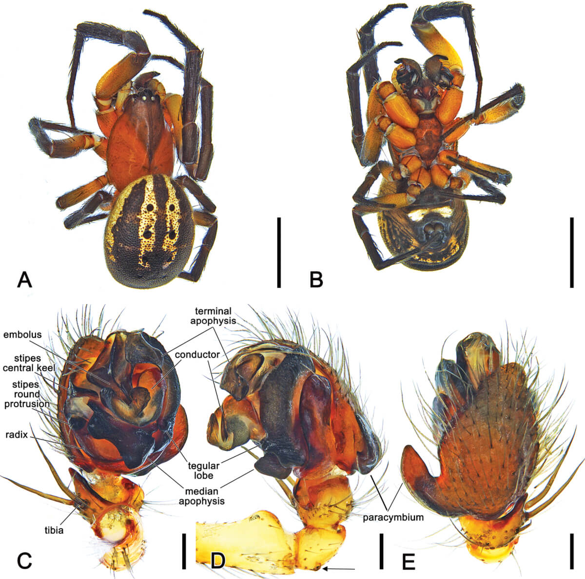 Venomius tomhardyi sp. nov., male holotype