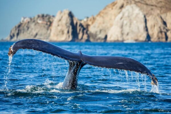 A whale's tail pokes out of the water's surface off the Pacific
