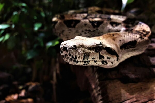 anaconda snake on tree branch