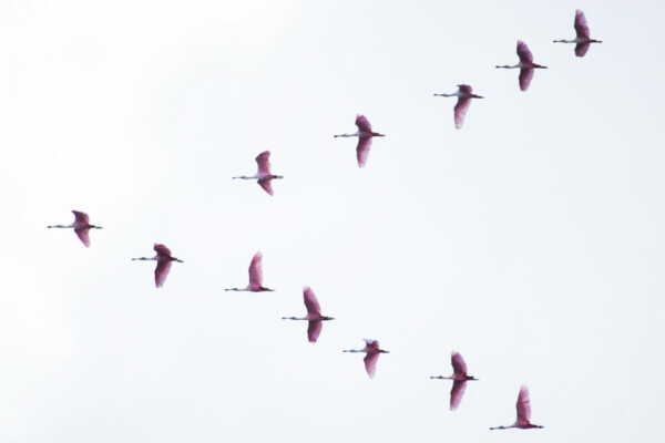 flock of birds