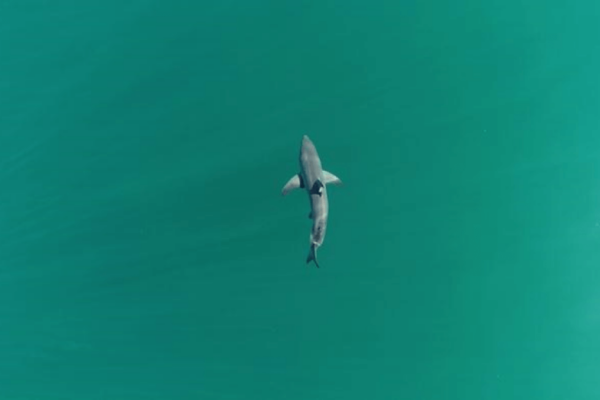 Juvenile great white shark