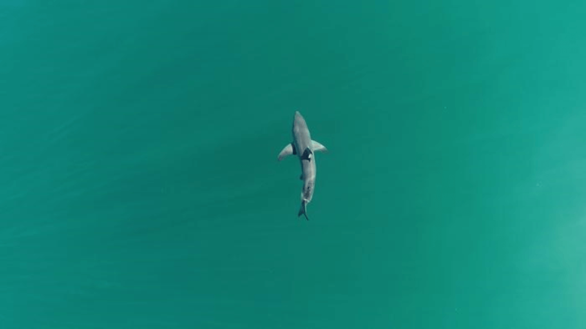 juvenile shark