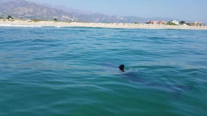 Juvenile great white shark viewed from a boat