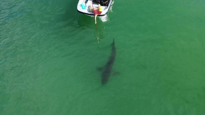 Tagging a juvenile great white shark 
