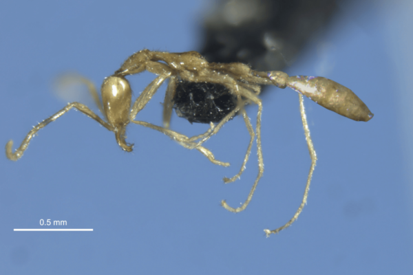 Leptanilla voldemort, the ghostly pale ant named after the Harry Potter wizard.