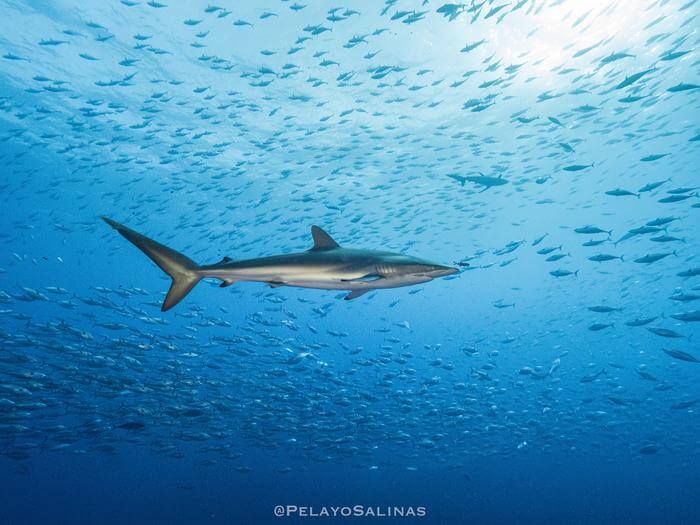Silkies & tunas in the ocean