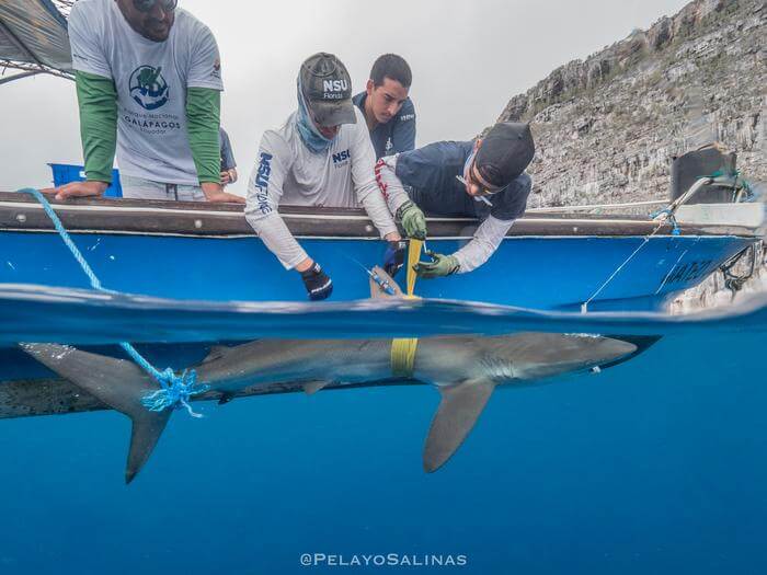 Researchers deploy a fin-mounted satellite tag on a silky shark to track her movements in almost real time, a procedure that is completed in around 5 minutes.