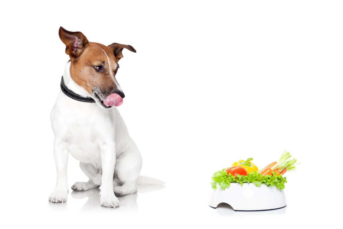 Jack Russel Terrier licking its mouth at vegan dog food bowl