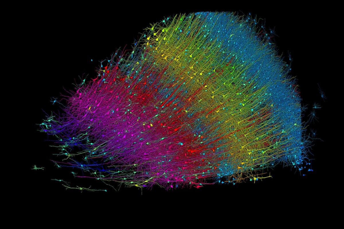 brain map