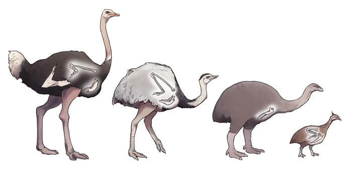 bush moa evolution