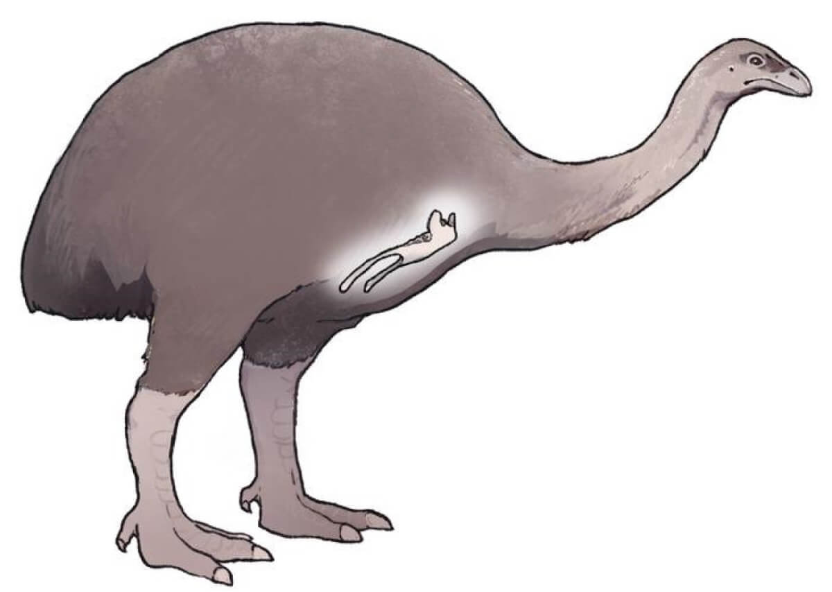 bush moa