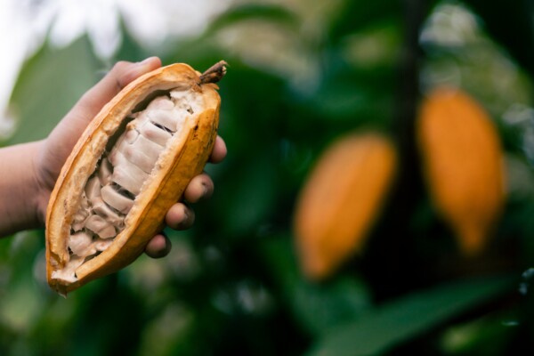 White Pulp Of Yellow Cocoa Pod