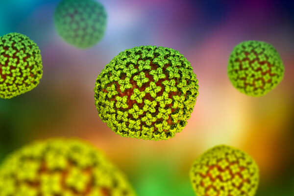 Hantavirus, the virus which causes hemorrhagic fever