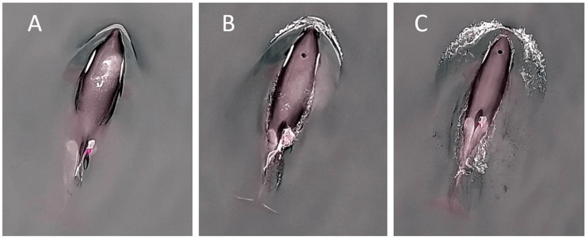 Photographs showing the animal-borne datalogger attached with suction cups to a juvenile northern resident killer whale 