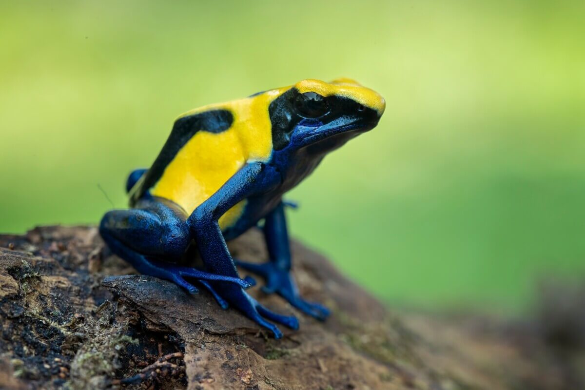 Blue and yellow poison dart frog (Dendrobates tinctorius) from Amazon rain forest of Venezuela. 