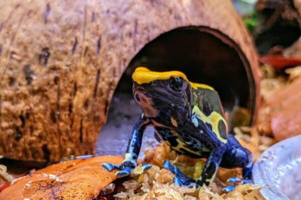 poison frog