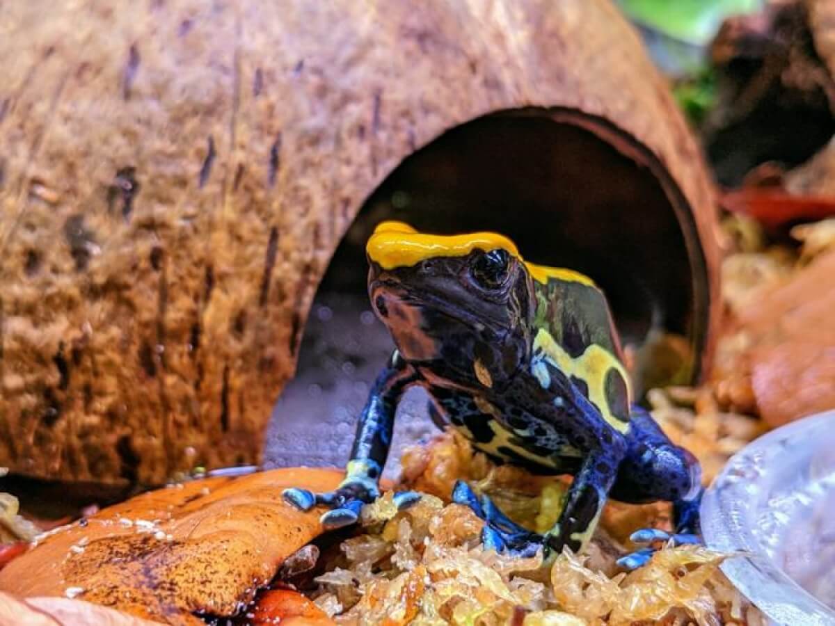poison frog