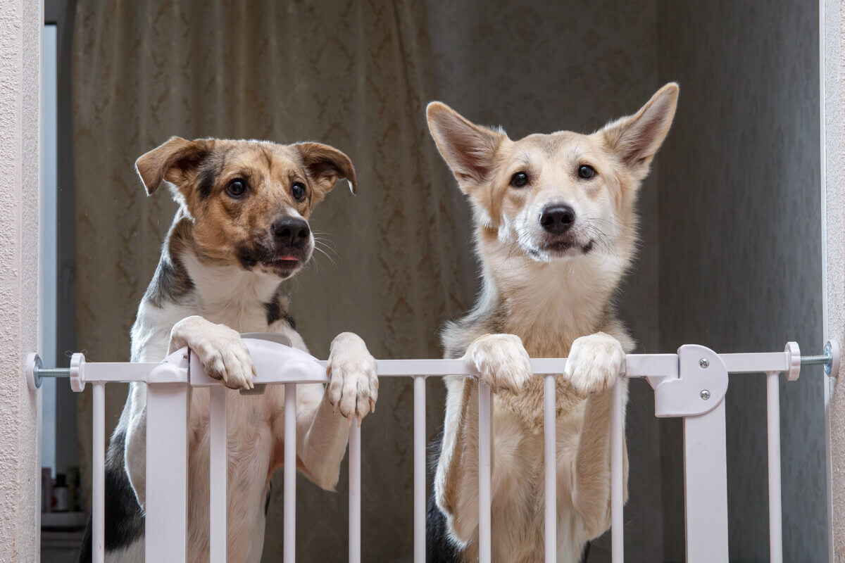 Two dogs looking over their dog gate