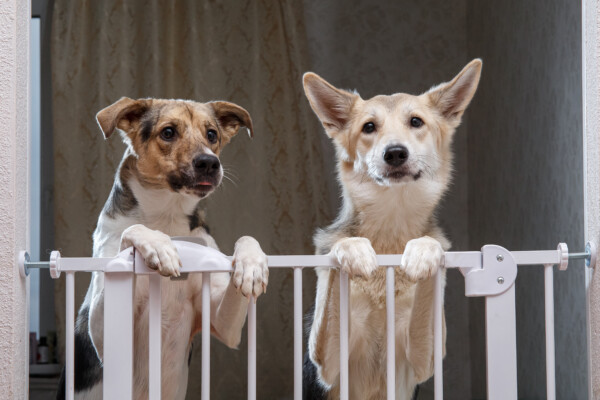 Two dogs looking over their dog gate