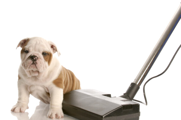 A Bulldog puppy sitting next to a vacuum