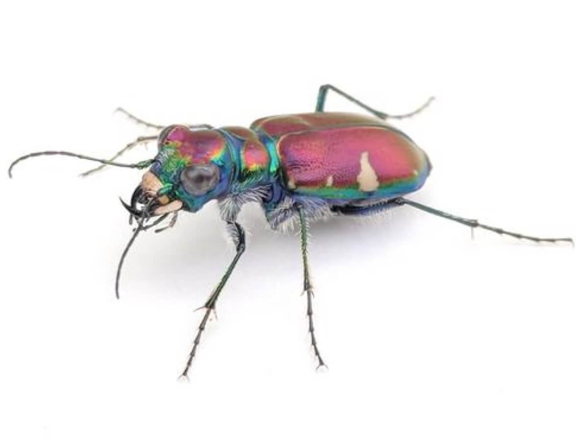 tiger beetle