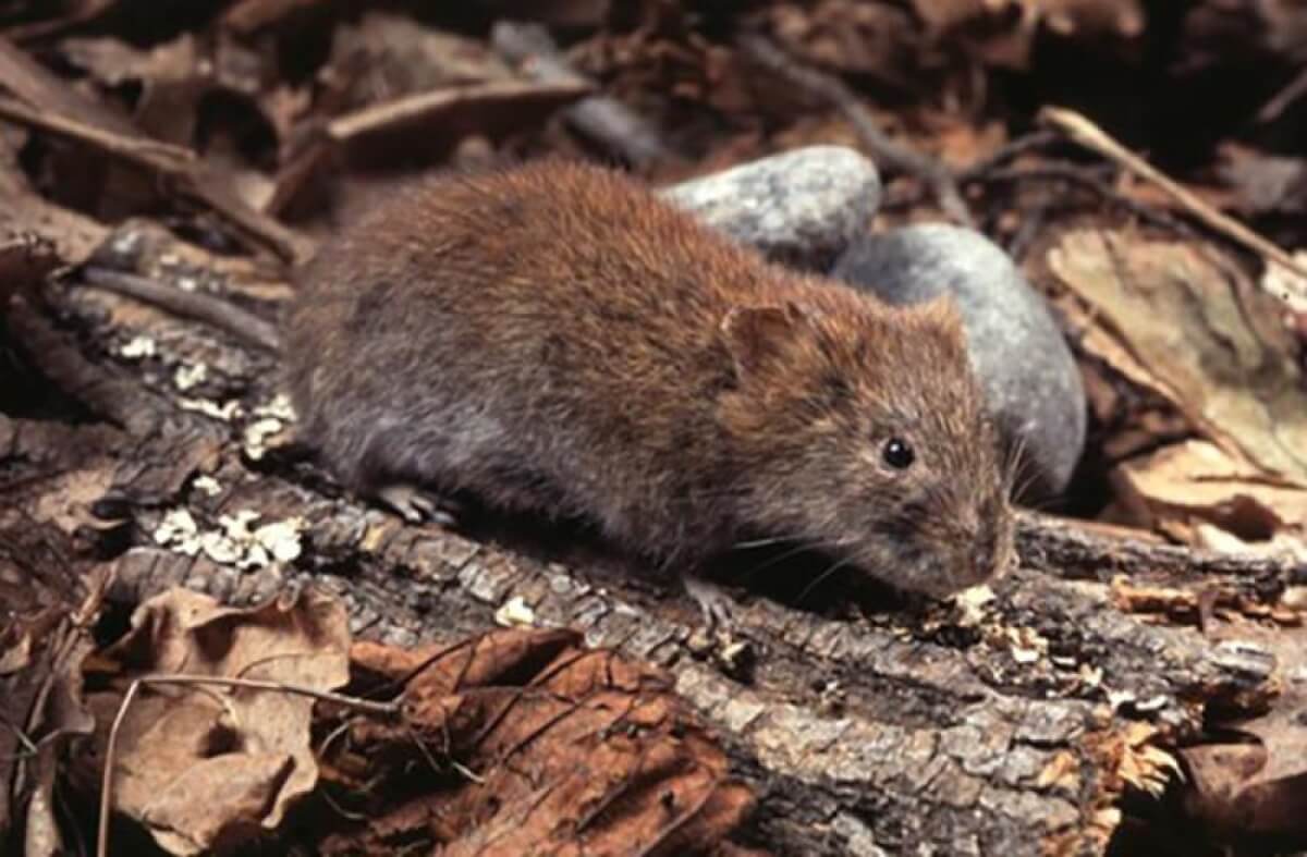 Bank voles (Myodes glareolus) in Skåne, southern Sweden
