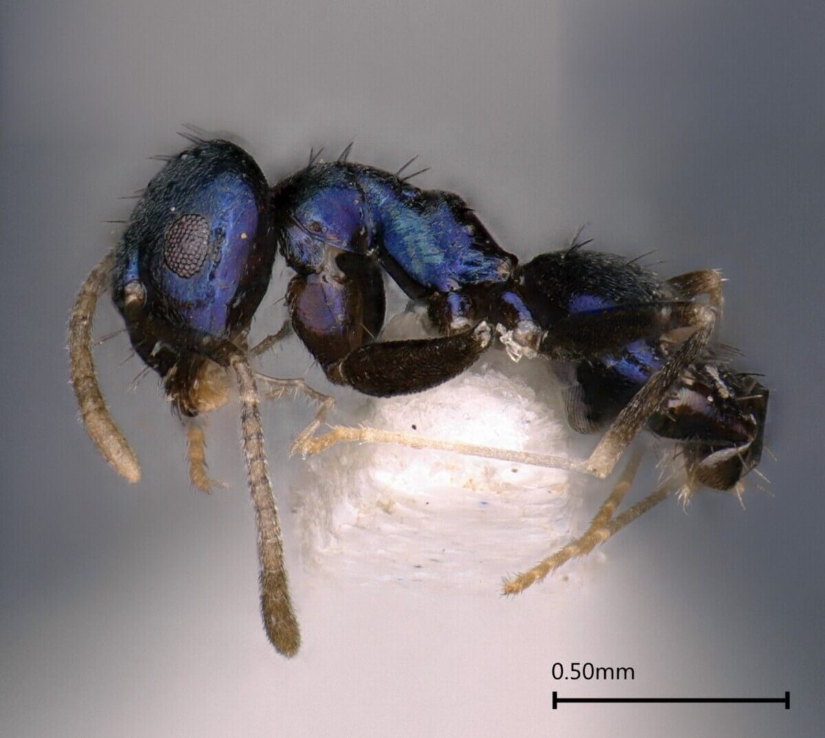 Blue ant (Praparatrechina neela)