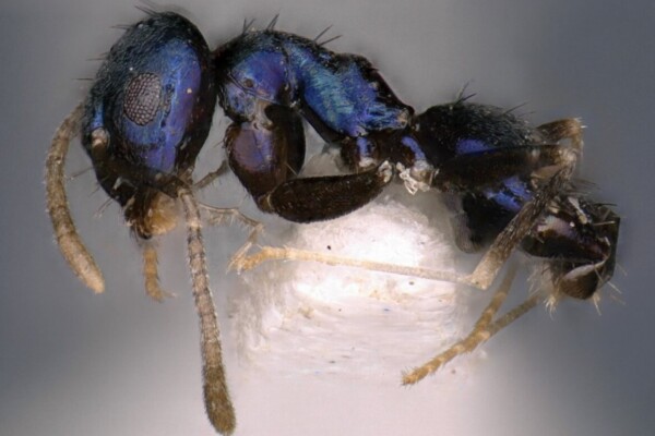 Praparatrechina neela -- the brilliant blue ant discovered in the Himalayas.