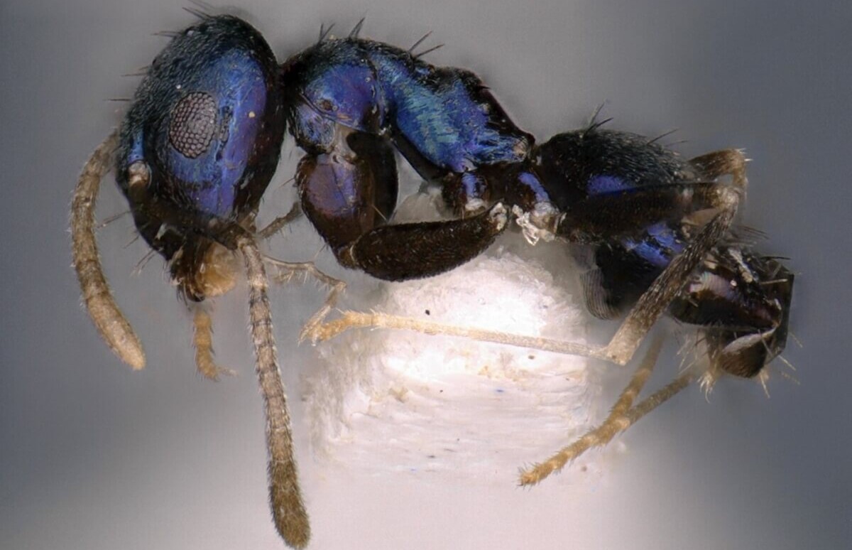 Never-before-seen blue ants discovered in India