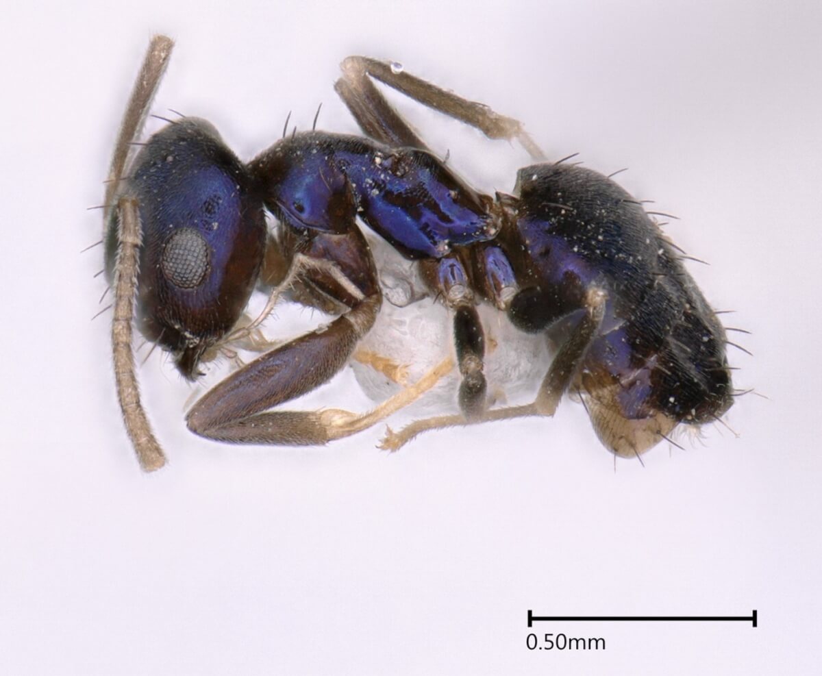 Paraparatrechina neela -- the blue ant discovered in India's Himalayas.