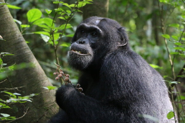 A Budongo chimpanzee feeding on the fruit of F. exasperate.