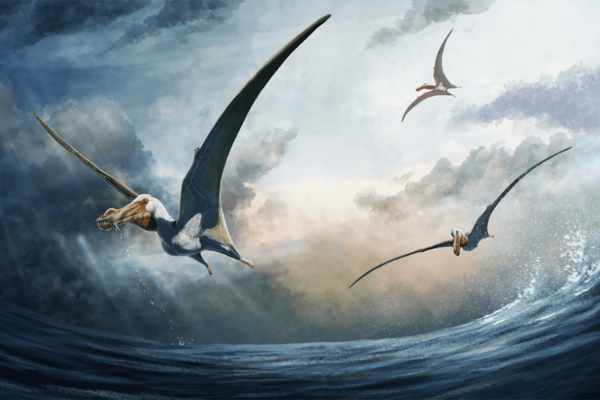 An artist's impression of Haliskia peterseni