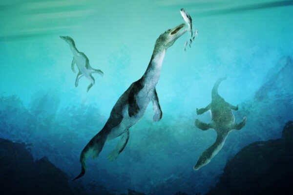 Reconstruction of the oldest sea-going reptile from the Southern Hemisphere. Nothosaurs swimming along the ancient southern polar coast of what is now New Zealand around 246 million years ago. Artwork by Stavros Kundromichalis.