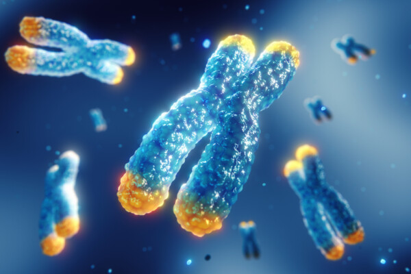 Telomeres are found on both ends of chromosomes, 3d illustration.