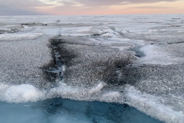 The algae blackens the ice. When that happens the ice reflects less sunlight and melts faster. Several areas in Greenland are covered with black algae.